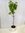 Ficus carica"Turca" 140/160 cm - Echter Feigenbaum/Pot 22 cm Ø