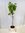Ficus carica"Turca" 140/160 cm - Echter Feigenbaum/Pot 22 cm Ø