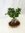 Ficus microcarpa GINSENG 50 cm- große Schale 31x23 cm - // Zimmerpflanze BONSAI
