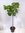 Ficus carica"Verdal" 180 cm - Echter Feigenbaum- dicker Stamm (12-15 Umfang!) / Pot 30 cm Ø