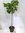 Ficus carica"Verdal" 180 cm - Echter Feigenbaum- dicker Stamm (12-15 Umfang!) / Pot 30 cm Ø