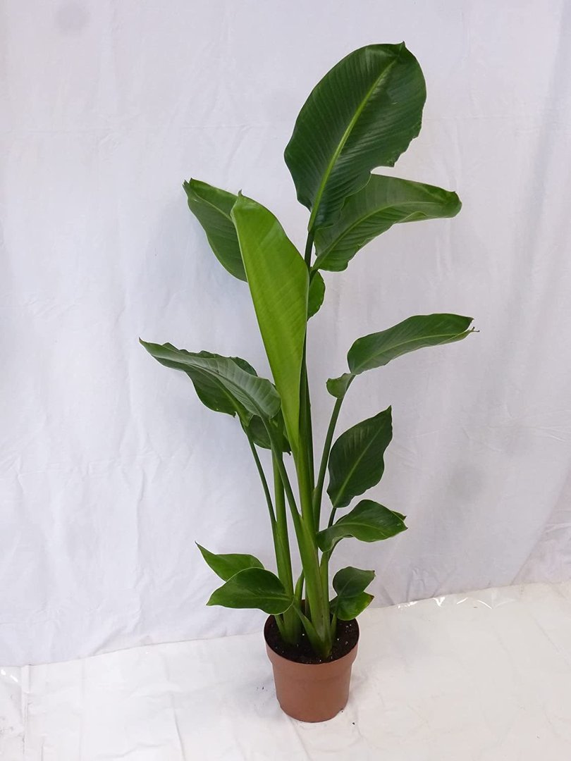 Strelitzia nicolai- Paradiesvogelblume - 140 cm - Baumstrelitzia/mediterrane Pflanze