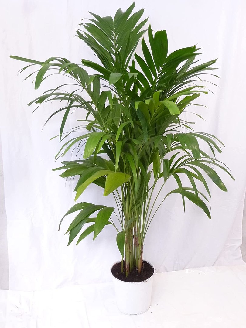 XL Adonidia (Veitchia) Merrillii 170 cm - Weihnachtspalme - / 10-12 Pflanzen je Topf/sehr selten