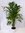 XL Adonidia (Veitchia) Merrillii 170 cm - Weihnachtspalme - / 10-12 Pflanzen je Topf/sehr selten