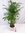 XL Chamaedorea Seifrizii 140 cm/Topf 24 cm Ø/Bambuspalme/seltene Zimmerpflanze