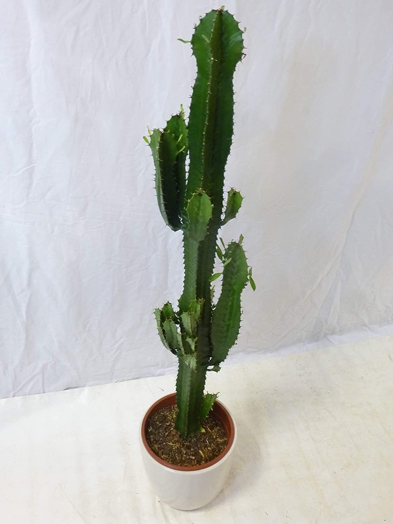 Euphorbia Acrurensis 100/110 cm - Topf 24 cm Ø - Westernkaktus - Zimmerkaktus - Kaktus