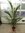 Ölpalme 180/200 cm - Elaeis guineensis - Tico Palm - Zimmerpalme - selten!