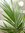 Ölpalme 180/200 cm - Elaeis guineensis - Tico Palm - Zimmerpalme - selten!