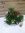 Oleander - Busch - Tricolor - 50 cm - ROT/WEIß/ROSA in einer Schale 27 cm Ø - Nerium oleander - medi