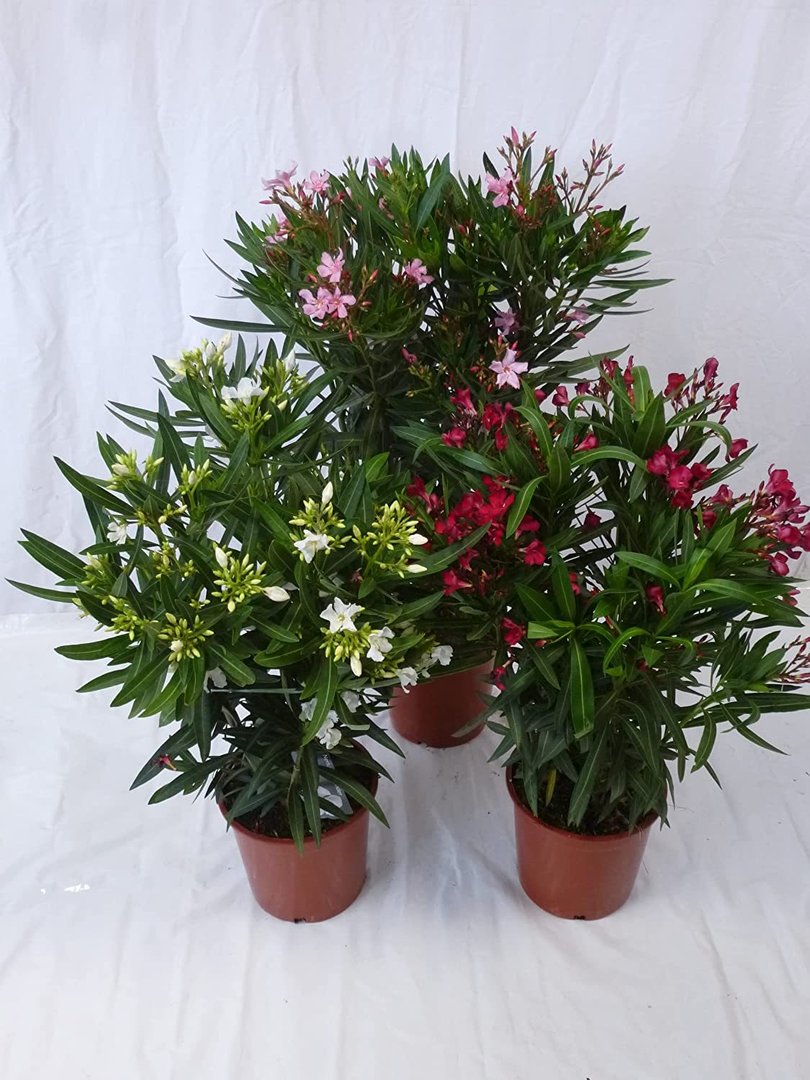 3er SET Oleander 80/100 cm -Busch - WEIß/ROT/ROSA - Nerium oleander - mediterrane Pflanze