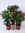 3er SET Oleander 80/100 cm -Busch - WEIß/ROT/ROSA - Nerium oleander - mediterrane Pflanze