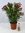 Oleander 90 cm -Busch - Nerium oleander - mediterrane Pflanze (ROT)