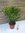 XL Oleander - Busch - Crème - 80/100 cm - Topf 27 cm Ø - Nerium oleander - mediterrane Pflanze - Cre