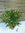 XL Oleander - Busch - Crème - 80/100 cm - Topf 27 cm Ø - Nerium oleander - mediterrane Pflanze - Cre