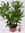 Oleander 70 cm -Busch - weiß - Nerium oleander - mediterrane Pflanze