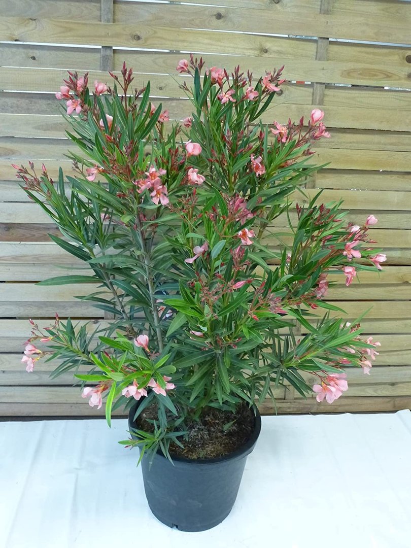 XXL Oleander - Busch - lachsfarben - 120 cm Pot 34 cm Ø - Nerium oleander - mediterrane Pflanze