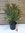 XXL Oleander - Busch - lachsfarben - 120 cm Pot 34 cm Ø - Nerium oleander - mediterrane Pflanze