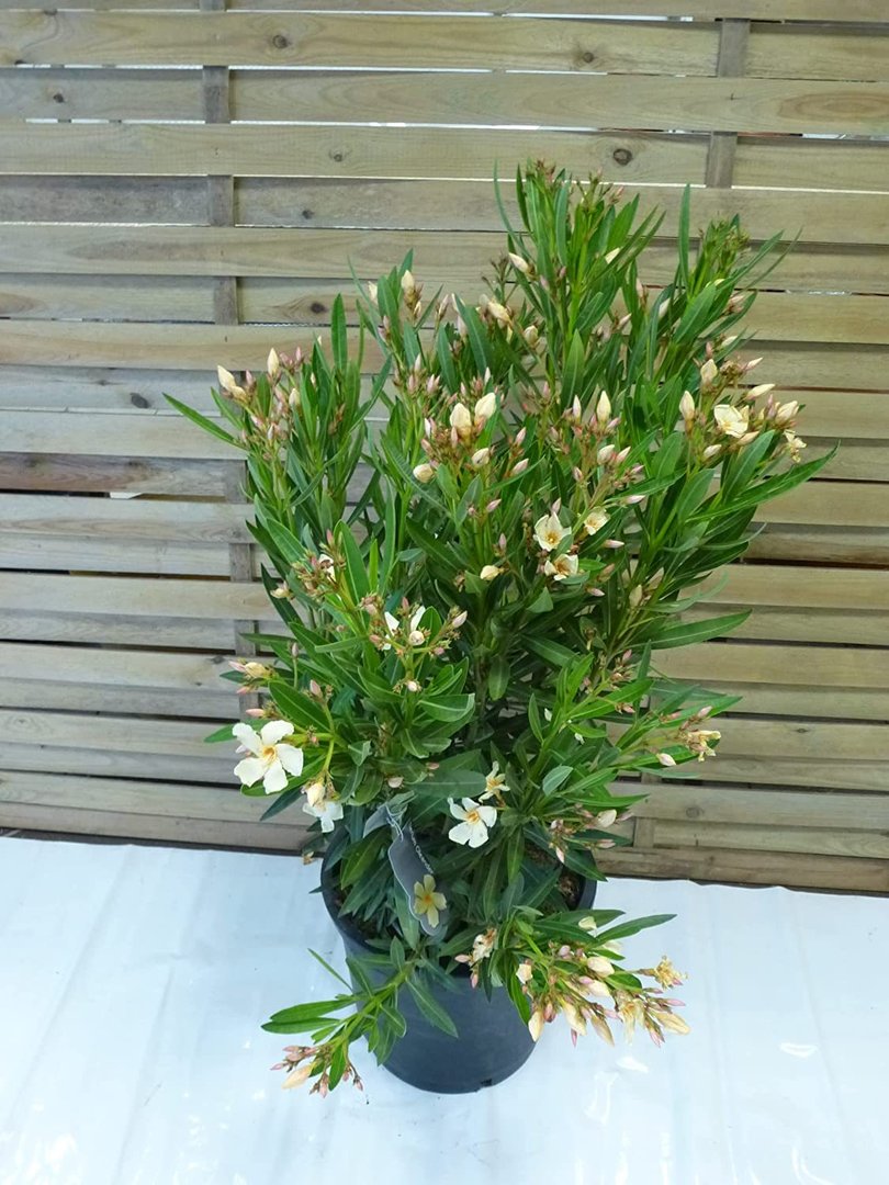 XXL Oleander - Busch - 120 cm cremefabren - Pot 34 cm Ø - Nerium oleander - mediterrane Pflanze