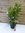 XXL Oleander - Busch - 120 cm cremefabren - Pot 34 cm Ø - Nerium oleander - mediterrane Pflanze