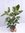 XL Gummibaum - Ficus elastica "tineke" 140 cm - 2er Tuff // Zimmerpflanze