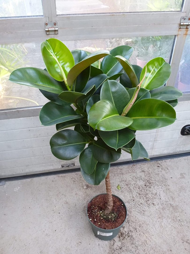 XL Gummibaum - Ficus elastica Robusta - Hochstamm - 140/150 cm - Zimmerpflanze