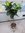 XL Gummibaum - Ficus elastica Robusta - Hochstamm - 140/150 cm - Zimmerpflanze