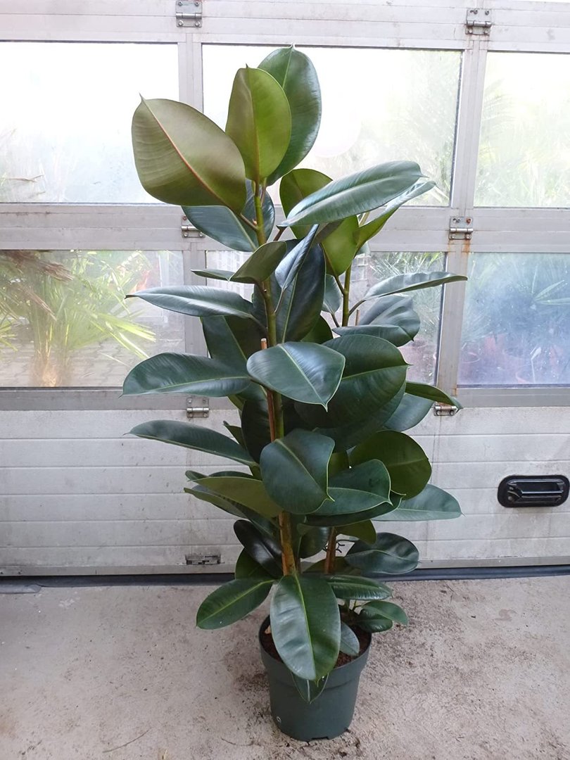 XXL Ficus elastica"robusta" - Gummibaum 3er Tuff - 150 cm - Zimmerpflanze
