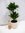 Dracaena compacta / 2er Tuff / 65 cm/Drachenbaum/Zimmerpflanze