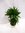 Dracaena compacta / 2er Tuff / 65 cm/Drachenbaum/Zimmerpflanze