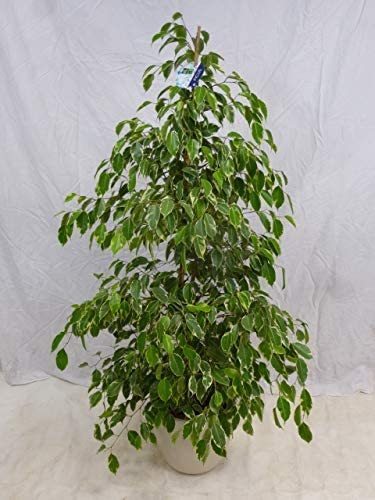 Ficus benjamini Golden King 160/170 cm // Zimmerpflanze