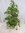 Ficus benjamini Golden King 150 cm // Zimmerpflanze