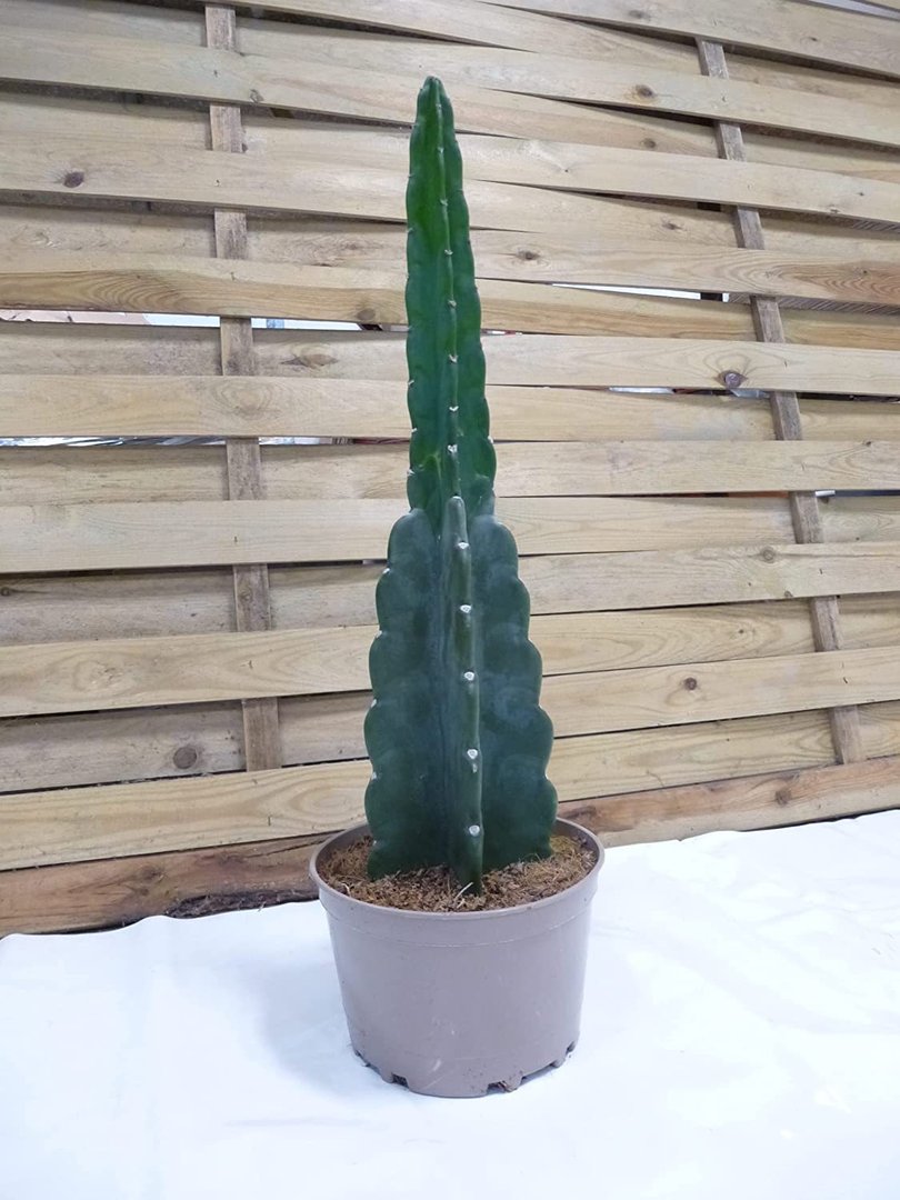 XL Cereus jamacaru 'Cuddly Cactus' - Zimmerkaktus - Kaktus ohne Stacheln