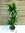 XL Dracaena Janet Craig 3er Tuff 140 cm - Drachenbaum - // Zimmerpflanze