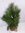 XXL Pinus nigra ssp. nigra 140/150 cm - Österreichische Schwarz-Kiefer - winterhart/immergrün