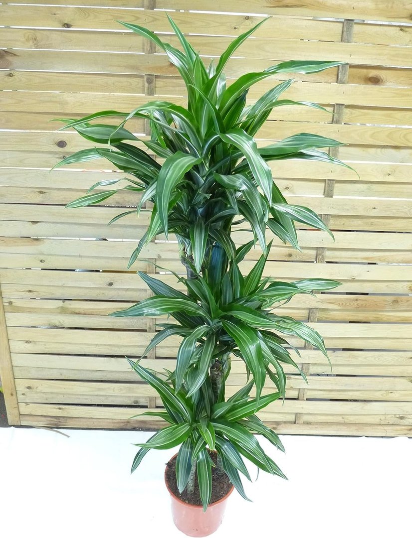 XL Dracaena fra. Ulises 160 cm - 3er Tuff - Drachenbaum - // Zimmerpflanze