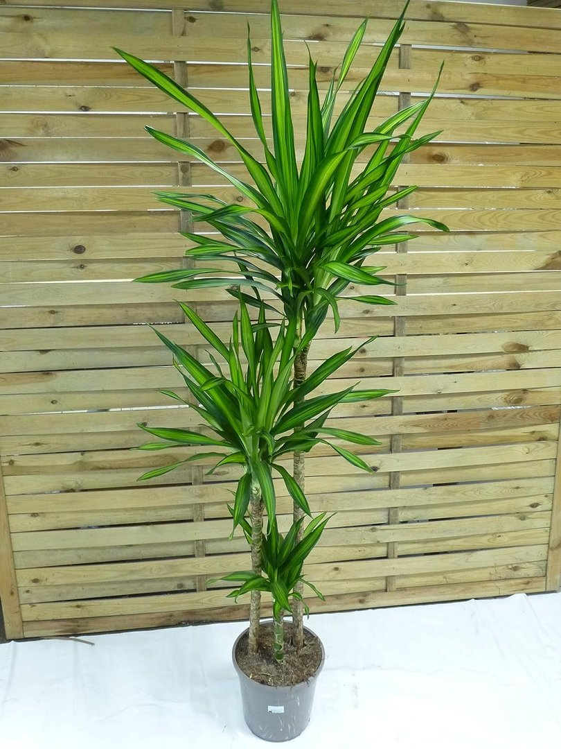 XXL Dracaena Riki 180 cm - Drachenbaum -3er Tuff - Topf 24 cm Ø // Zimmerpflanze