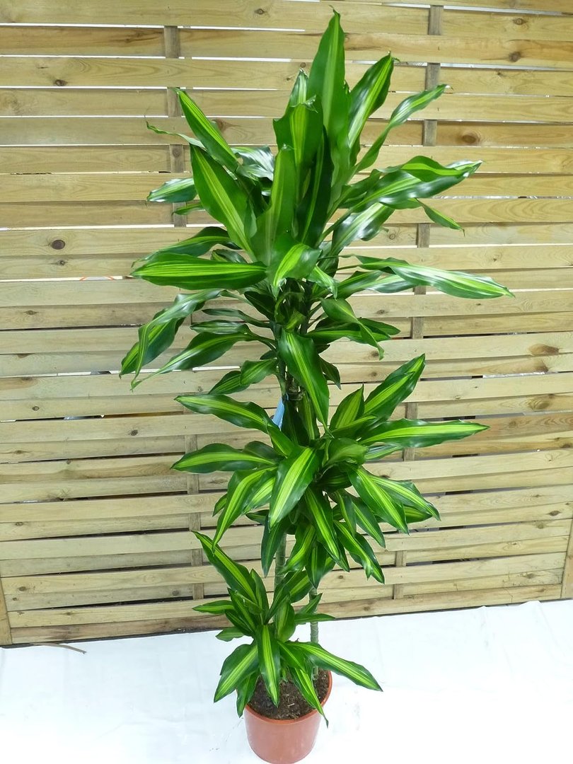 Dracaena Cinto 170 cm - Drachenbaum - 3er Tuff - 24 cm Ø Topf/pflegeleichte Zimmerpflanze