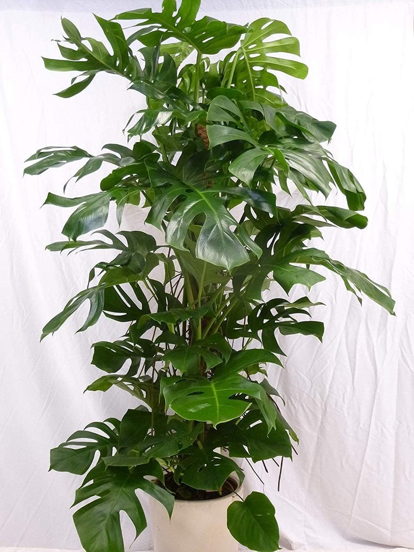 XXL Monstera pertusum - Fensterblatt - 160 cm - Zimmerpflanze