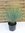 Yucca rostrata 70 cm - Topf 32 cm Ø - Winterharte Palme / -20°C