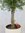 Olivenbaum Olea europea 160 cm - Kugel-Hochstamm - kräftiger Stamm (Umfang 20 cm)