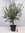Olivenbaum Olea europea - 180/200 cm - dicker Stamm 20/25 cm Umfang - Pot 30 ltr.