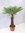 Winterharte Palme - Trachycarpus fortunei 170/190 cm - Stamm 50 cm "Chinesische Hanfpalme" -17°C
