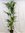 XL Howea forsteriana - Kentia Palme 170 cm // Zimmerpflanze