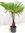 Trachycarpus fortunei - Chin. Hanfpalme 150 cm - Stamm 30 cm - Winterhart -17°C