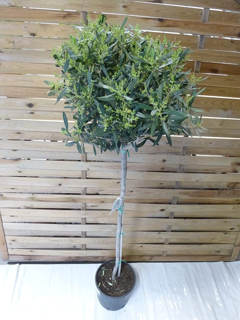Olea europea - Olivenbaum - Hochstamm 160 cm