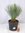 Yucca rostrata 70/80 cm - Stamm 10/20 cm - Pot 24 cm Ø - Winterharte Palme -