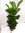 XL Ficus lyrata 2er Tuff 120 cm - Geigenfeige // große Blätter / Topf 24 cm Ø / Zimmerpflanze