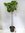 Ficus carica 180+ cm - Echter Feigenbaum- dicker Stamm (12-15 Umfang!) / Pot 34 cm Ø