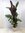 Ctenanthe oppenheimiana 150 cm - außergewöhnliche Zimmerpflanze // ähnl. Calathea