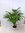 Howea forsteriana - Kentia Palme - 130 cm/Zimmerpflanze - Zimmerpalme